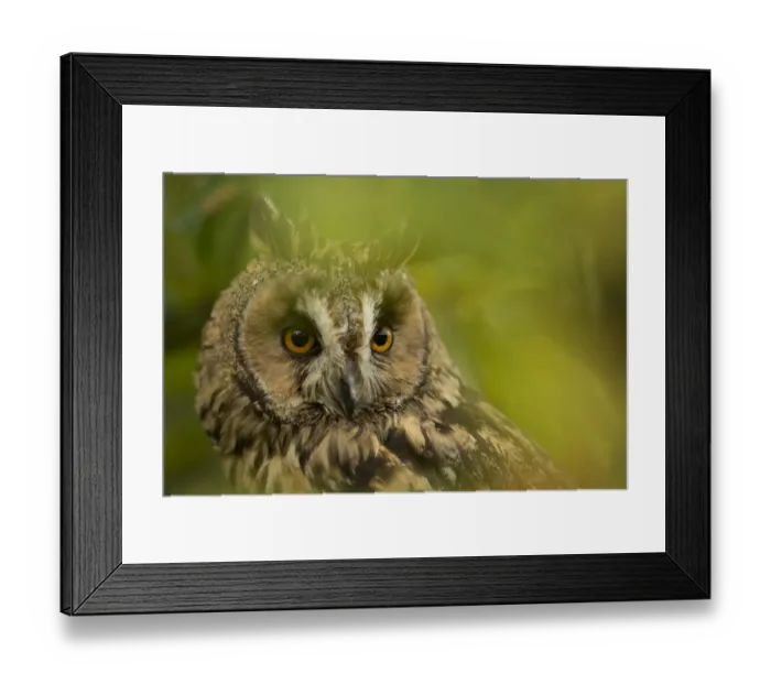 Framed Print : Long-eared owl (Asio otus) portrait, captive, England, UK, November Framed Print : Long-eared owl (Asio otus) portrait, captive, England, UK, November