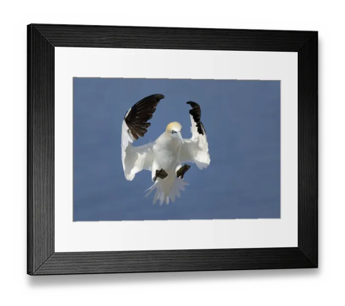 Framed Print : Gannet (Morus bassanus) in flight landing in the colony, Bass Rock, Scotland, UK, July Framed Print : Gannet (Morus bassanus) in flight landing in the colony, Bass Rock, Scotland, UK, July