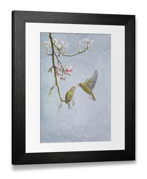 Framed Print : Greenfinch (Carduelis chloris) pair, one perched on branch and one hovering in snowfall Framed Print : Greenfinch (Carduelis chloris) pair, one perched on branch and one hovering in snowfall