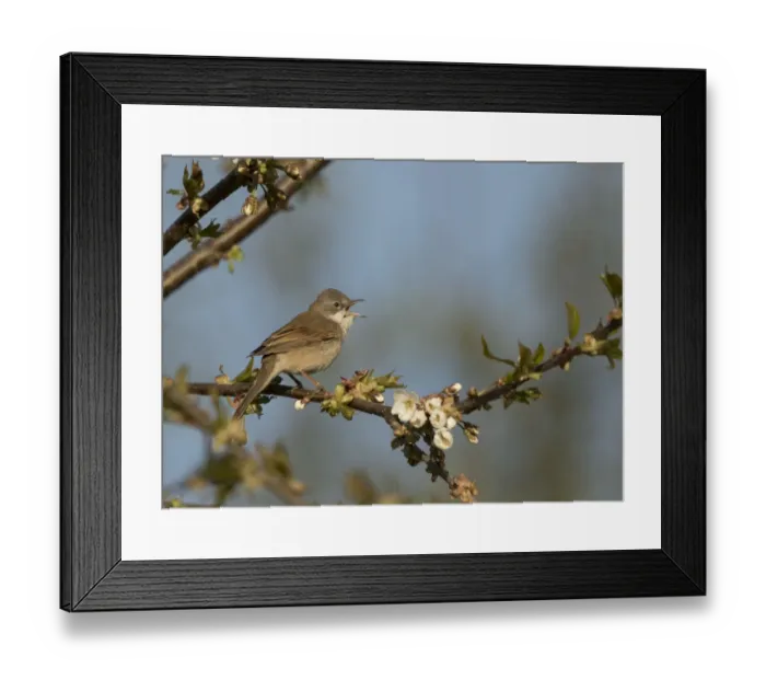 Framed Print : Whitethroat (Sylvia communis) male, singing, Sheffield, England, UK, April Framed Print : Whitethroat (Sylvia communis) male, singing, Sheffield, England, UK, April