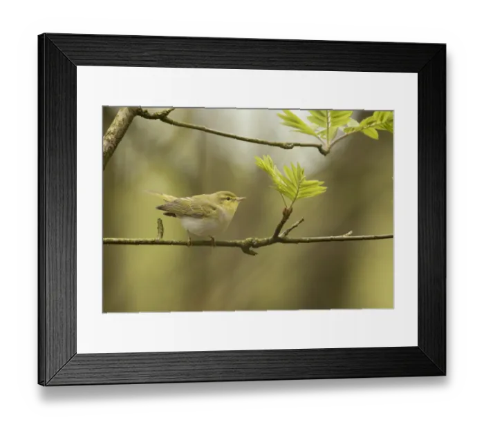 Framed Print : Wood warbler (Phylloscopus sibilatrix) in canopy, Derbyshire, England, UK, May Framed Print : Wood warbler (Phylloscopus sibilatrix) in canopy, Derbyshire, England, UK, May