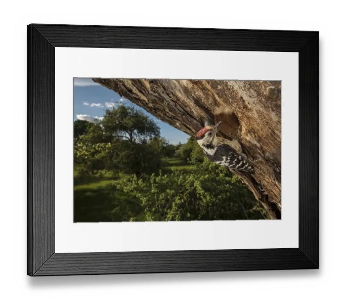 Framed Print : Lesser spotted woodpecker (Dryobates minor) male excavating nest hole in mature apple Framed Print : Lesser spotted woodpecker (Dryobates minor) male excavating nest hole in mature apple