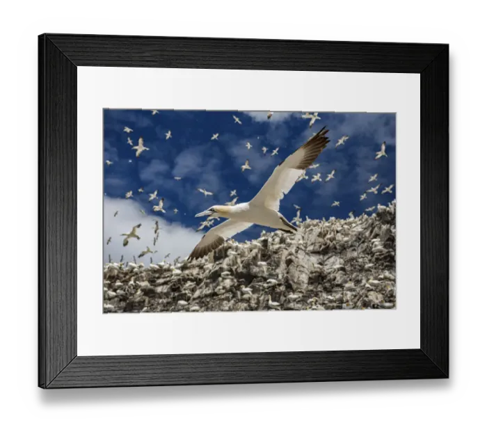 Framed Print : Northern gannets (Morus bassanus) colony with birds in flight, Bass Rock, Scotland, UK Framed Print : Northern gannets (Morus bassanus) colony with birds in flight, Bass Rock, Scotland, UK