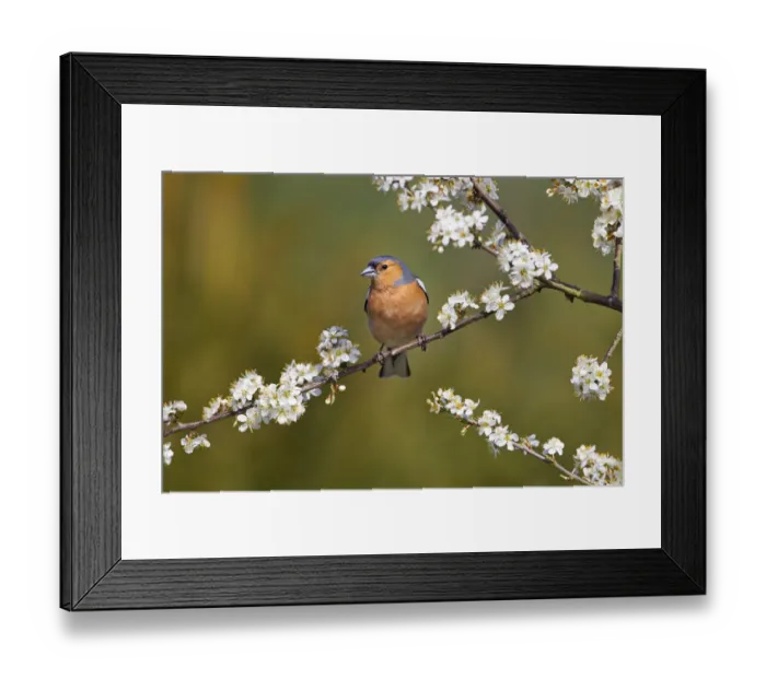 Framed Print : Chaffinch (Fringilla coelebs) male perched on flowering tree branch, Norfolk, England Framed Print : Chaffinch (Fringilla coelebs) male perched on flowering tree branch, Norfolk, England