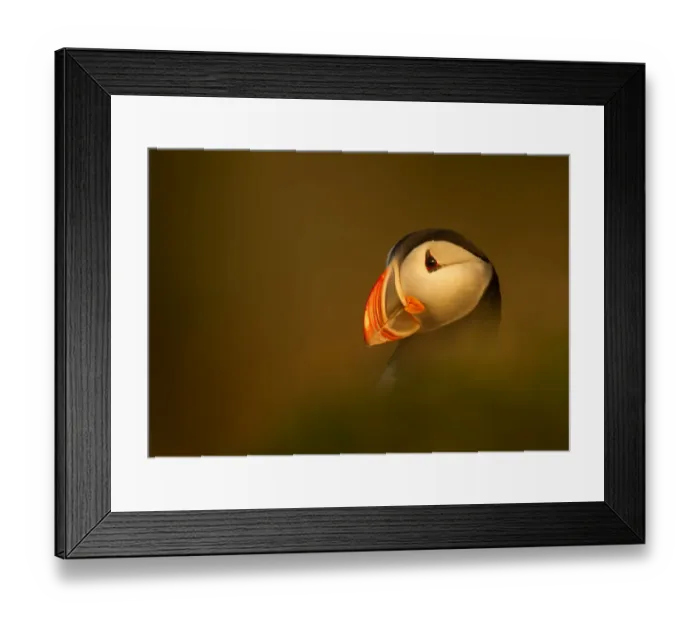 Framed Print : Atlantic Puffin (Fratercula arctica) portrait in late evening light, Latrabjarg, Iceland Framed Print : Atlantic Puffin (Fratercula arctica) portrait in late evening light, Latrabjarg, Iceland