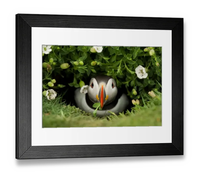 Framed Print : Atlantic Puffin (Fratercula arctica) coming out of its burrow with a gift, Skomer Island