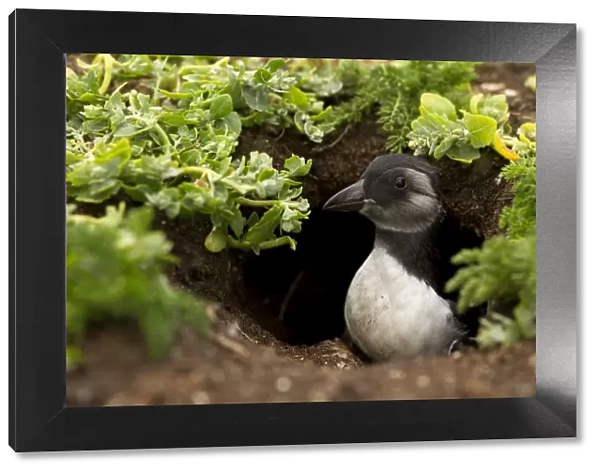 Atlantic Puffin (Fratercula arctica) young chick coming out of its burrow, Sule Skerry