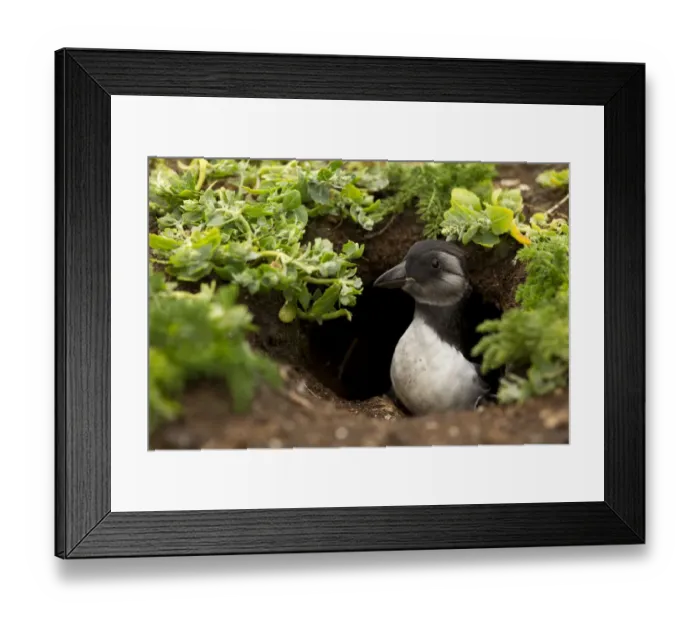 Framed Print : Atlantic Puffin (Fratercula arctica) young chick coming out of its burrow, Sule Skerry Framed Print : Atlantic Puffin (Fratercula arctica) young chick coming out of its burrow, Sule Skerry