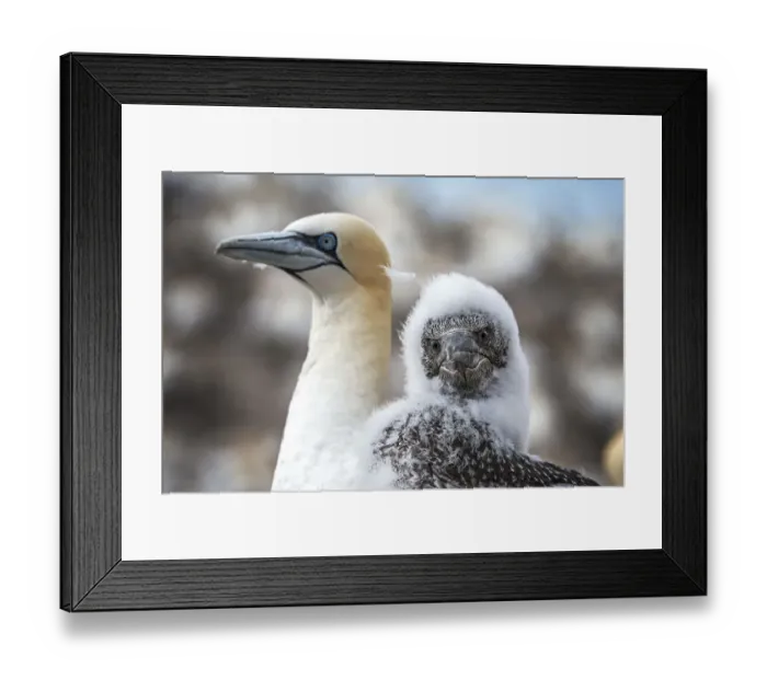 Framed Print : Northern gannet (Morus bassanus) nestling with adult. Bass Rock, Scotland, UK. August Framed Print : Northern gannet (Morus bassanus) nestling with adult. Bass Rock, Scotland, UK. August