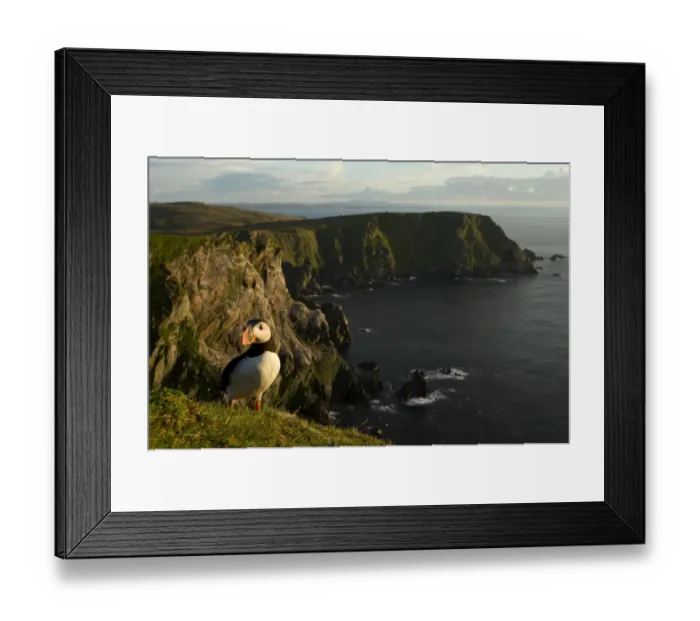 Framed Print : Atlantic Puffin (Fratercula arctica) resting on cliff edge, Skomer Island, Wales Framed Print : Atlantic Puffin (Fratercula arctica) resting on cliff edge, Skomer Island, Wales