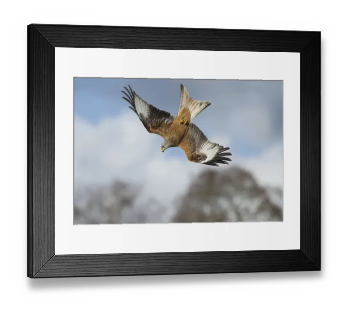 Framed Print : Red kite (Milvus milvus) in a dive, Gigrin Farm, Rhayader, Wales, UK April Framed Print : Red kite (Milvus milvus) in a dive, Gigrin Farm, Rhayader, Wales, UK April