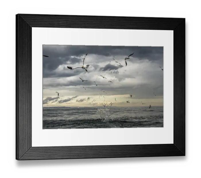 Framed Print : Northern gannets (Morus bassanus) diving for fish. Bempton, Yorkshire, UK. August Framed Print : Northern gannets (Morus bassanus) diving for fish. Bempton, Yorkshire, UK. August