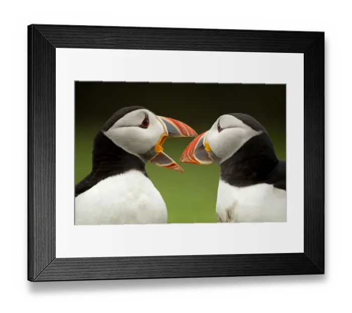 Framed Print : Atlantic Puffin (Fratercula arctica) pair bill rubbing part of courtship ritual, Skomer Island Framed Print : Atlantic Puffin (Fratercula arctica) pair bill rubbing part of courtship ritual, Skomer Island
