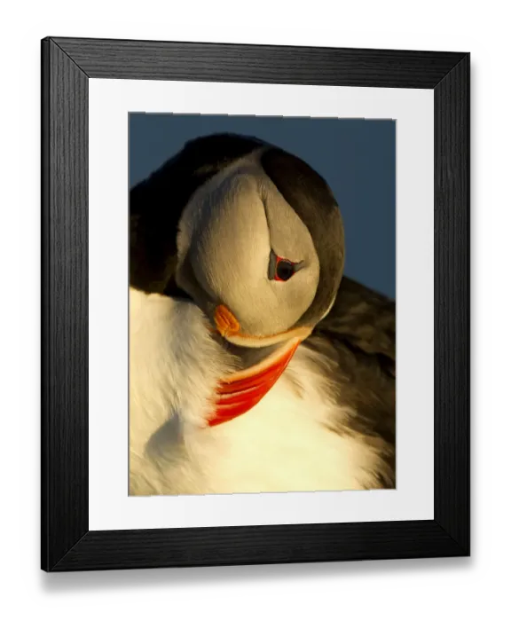 Framed Print : Atlantic Puffin (Fratercula arctica) preening in late evening light, Heimaey, Westman Isles Framed Print : Atlantic Puffin (Fratercula arctica) preening in late evening light, Heimaey, Westman Isles