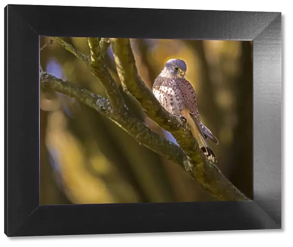 Kestrel (Falco tinnunculus) male, Hampstead Heath, England, UK