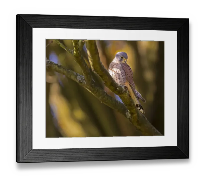 Framed Print : Kestrel (Falco tinnunculus) male, Hampstead Heath, England, UK Framed Print : Kestrel (Falco tinnunculus) male, Hampstead Heath, England, UK