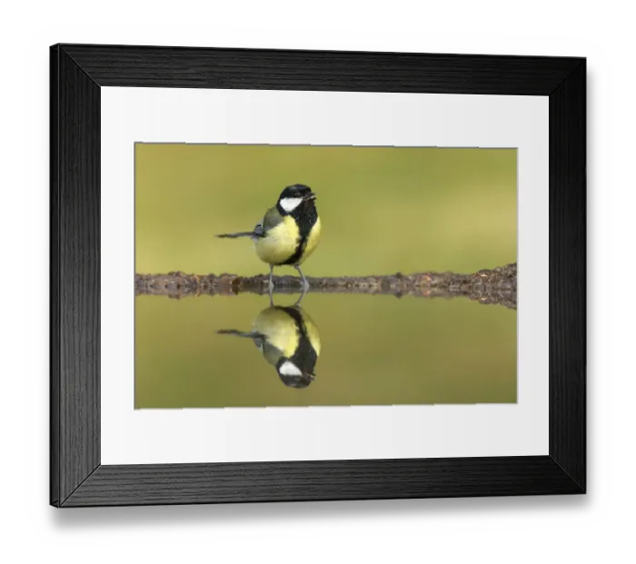 Framed Print : Great Tit (Parus major) drinking at garden pond, Scotland, UK. July Framed Print : Great Tit (Parus major) drinking at garden pond, Scotland, UK. July