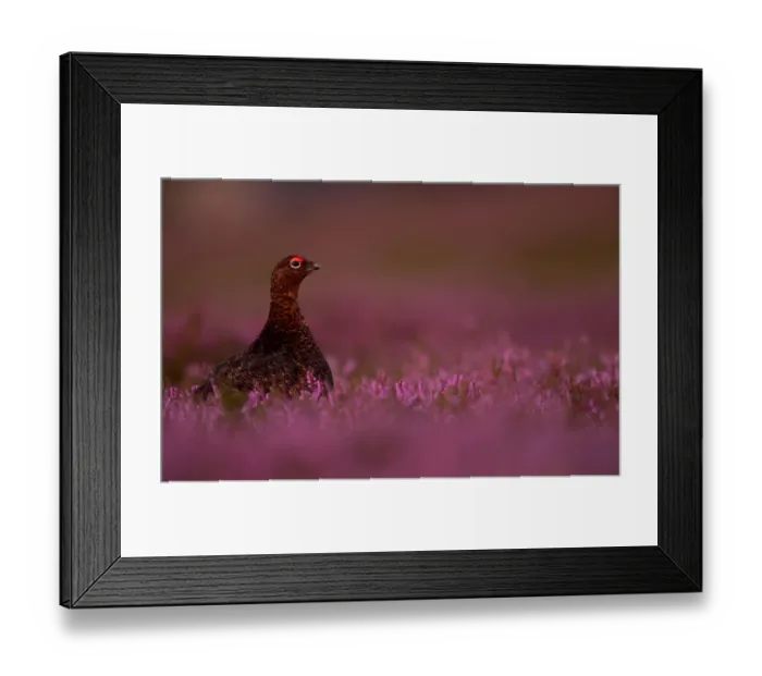 Framed Print : RF - Red Grouse (Lagopus lagopus scotica) among heather. Scotland. August Framed Print : RF - Red Grouse (Lagopus lagopus scotica) among heather. Scotland. August