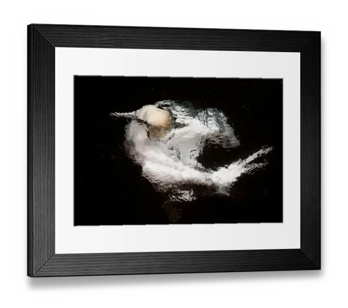 Framed Print : Gannet (Sula bassana) in water, Shetland, UK. July Framed Print : Gannet (Sula bassana) in water, Shetland, UK. July