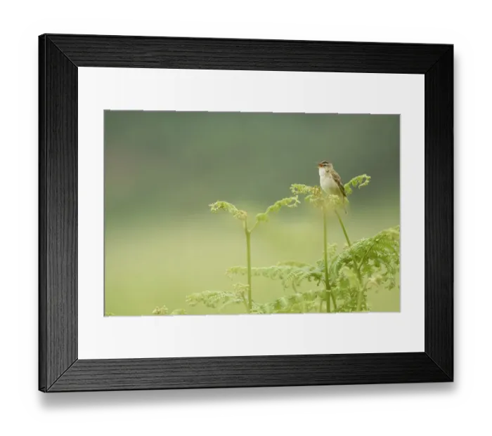 Framed Print : Sedge warbler (Acrocephalus schoenobaenus) perched on Bracken singing, Islay, Scotland Framed Print : Sedge warbler (Acrocephalus schoenobaenus) perched on Bracken singing, Islay, Scotland