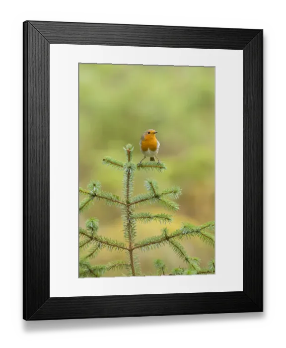 Framed Print : Robin (Erithacus rubecula) portrait on (Pinus sp), Black Isle, Scotland, UK March