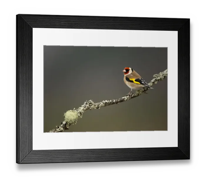 Framed Print : RF- Goldfinch (Carduelis carduelis) perched on branch. Worcestershire, UK. February Framed Print : RF- Goldfinch (Carduelis carduelis) perched on branch. Worcestershire, UK. February