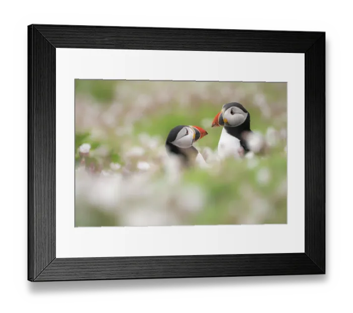Framed Print : Atlantic puffins (Fratercula arctica) amongst flowering Sea campion (Silene uniflora), Skomer Island, Pembrokeshire, Wales, UK. May Framed Print : Atlantic puffins (Fratercula arctica) amongst flowering Sea campion (Silene uniflora), Skomer Island, Pembrokeshire, Wales, UK. May