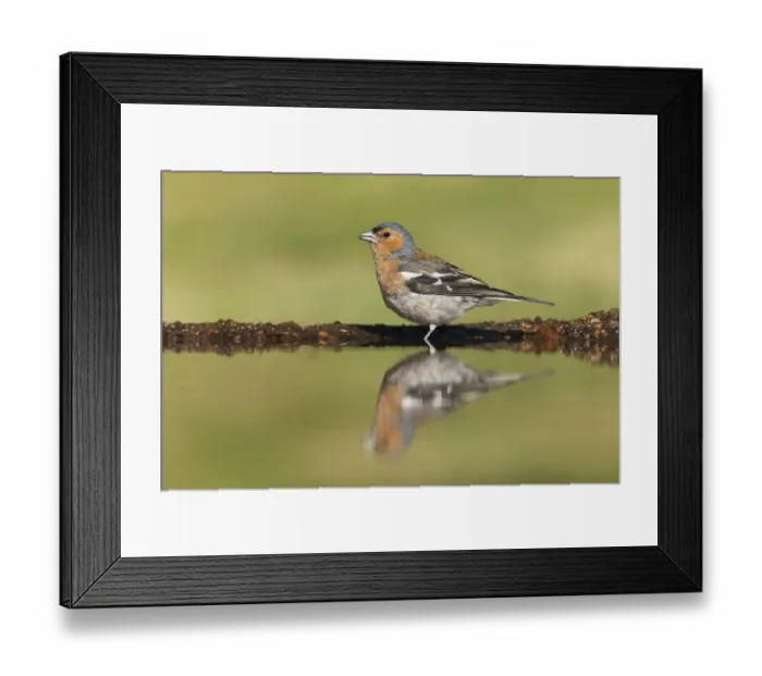 Framed Print : Chaffinch (Fringilla coelebs) adult male drinking at garden pond, Scotland, UK. July Framed Print : Chaffinch (Fringilla coelebs) adult male drinking at garden pond, Scotland, UK. July