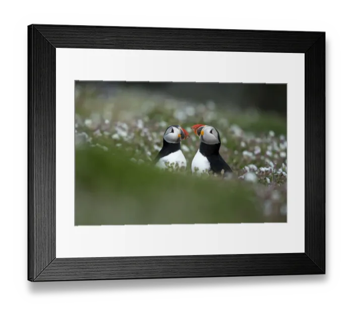 Framed Print : RF- Puffins (Fratercula) displaying. Skomer Island, Wales, UK. April Framed Print : RF- Puffins (Fratercula) displaying. Skomer Island, Wales, UK. April
