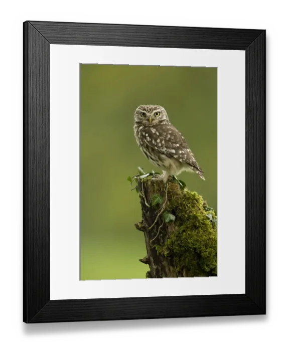 Framed Print : RF- Little Owl (Athene noctua) perched on tree stump covered in moss. Worcestershire, England, UK Framed Print : RF- Little Owl (Athene noctua) perched on tree stump covered in moss. Worcestershire, England, UK