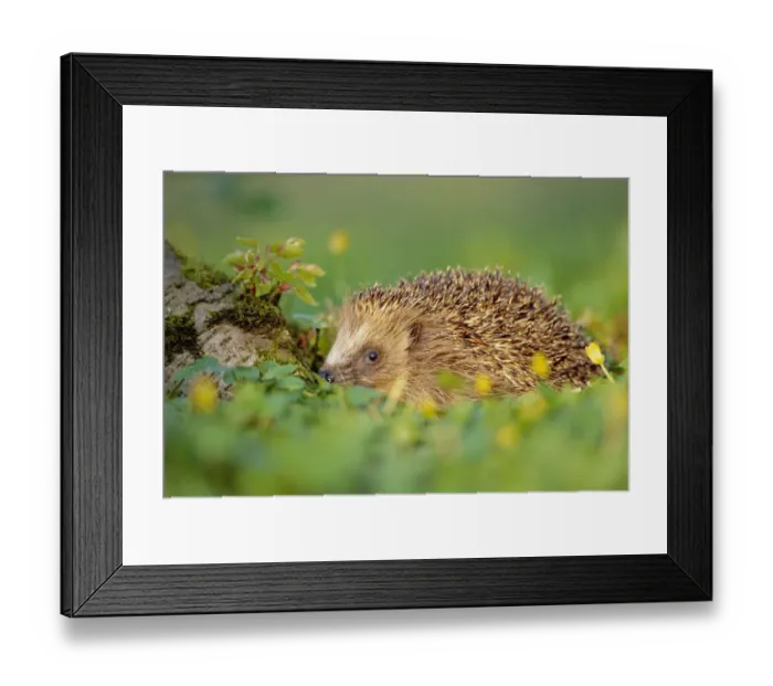 Framed Print : Hedgehog (Erinaceus europaeus) Framed Print : Hedgehog (Erinaceus europaeus)