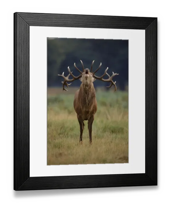 Framed Print : Red deer stag (Cervus elaphus) calling during rut. Richmond Park, England, UK, Europe Framed Print : Red deer stag (Cervus elaphus) calling during rut. Richmond Park, England, UK, Europe