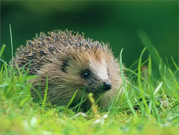 Hedgehog (Erinaceus europaeus) Scotland