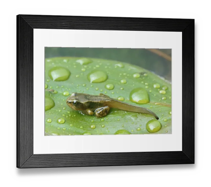 Framed Print : Common frog froglet {Rana temporaria} with tail, Scotland UK Framed Print : Common frog froglet {Rana temporaria} with tail, Scotland UK