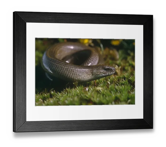 Framed Print : Slow worm male {Anguis fragilis} Purbeck, Dorset, UK Framed Print : Slow worm male {Anguis fragilis} Purbeck, Dorset, UK