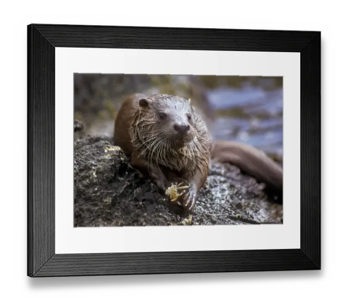 Framed Print : European river otter juvenile male eating crab, Shetland Isles, UK Framed Print : European river otter juvenile male eating crab, Shetland Isles, UK