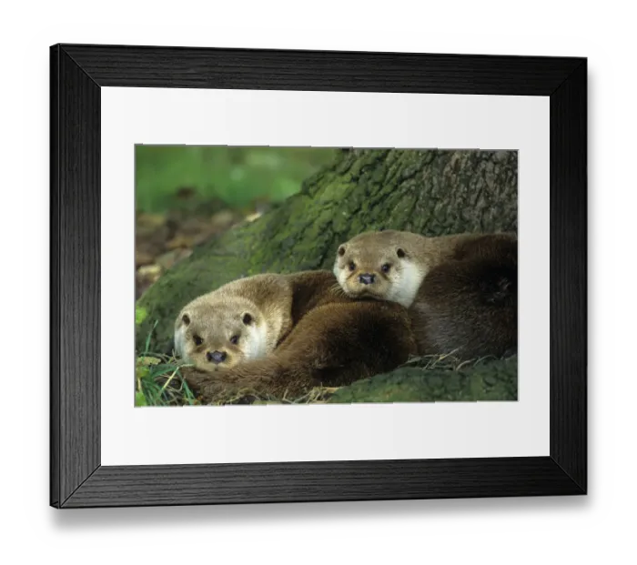 Framed Print : Two European river otters {Lutra lutra} huddled together by tree trunk, captive, Norfolk Framed Print : Two European river otters {Lutra lutra} huddled together by tree trunk, captive, Norfolk