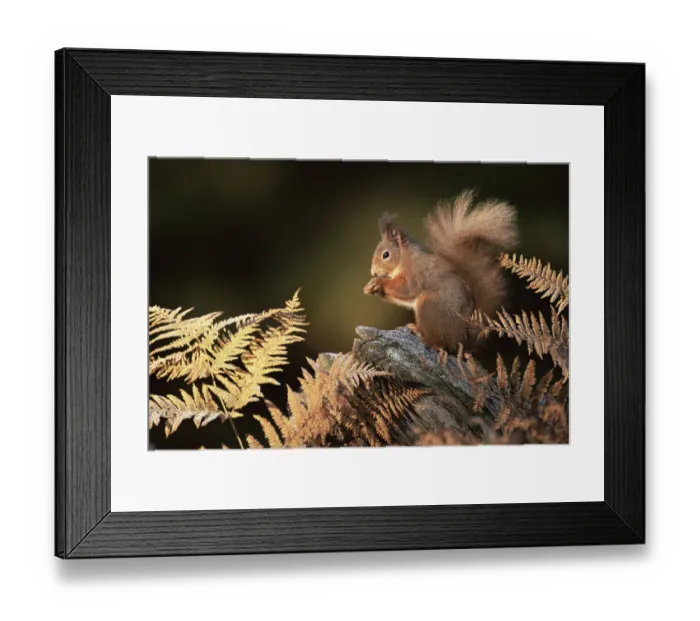 Framed Print : RF- Red squirrel in autumn (Sciurus vulgaris). Strathspey, Scotland, UK Framed Print : RF- Red squirrel in autumn (Sciurus vulgaris). Strathspey, Scotland, UK