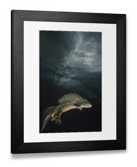 Framed Print : Crested newt {Triturus cristatus} swimming underwater, UK Framed Print : Crested newt {Triturus cristatus} swimming underwater, UK