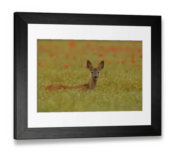 Framed Print : Alert young male Roe fawn {Capreolus capreolus} amongst poppies, England, UK, Europe Framed Print : Alert young male Roe fawn {Capreolus capreolus} amongst poppies, England, UK, Europe