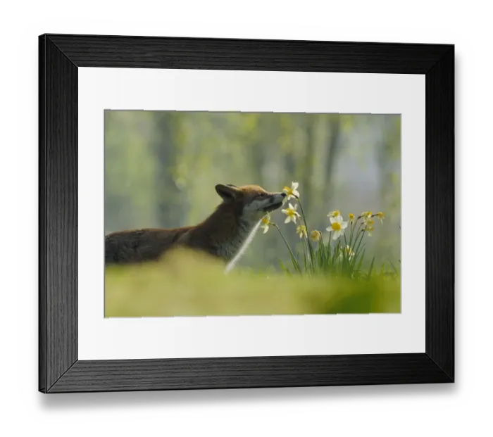 Framed Print : Male urban Red fox sniffing daffodils in garden {Vulpes vulpes} London, UK
