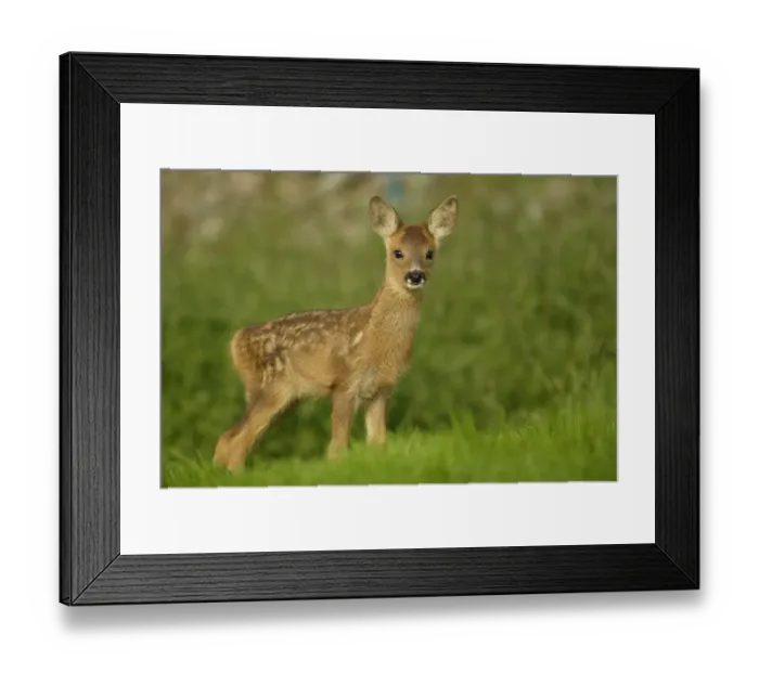 Framed Print : Roe deer fawn (3-weeks-old) {Capreolus capreolus} Grampian, UK Framed Print : Roe deer fawn (3-weeks-old) {Capreolus capreolus} Grampian, UK