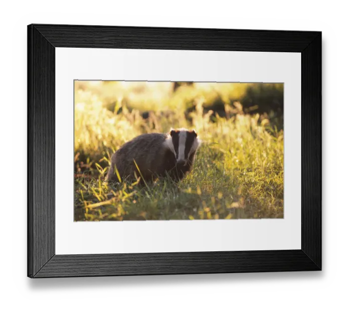 Framed Print : Young subadult Badger forages in evening sun {Meles meles} Derbyshire England Framed Print : Young subadult Badger forages in evening sun {Meles meles} Derbyshire England