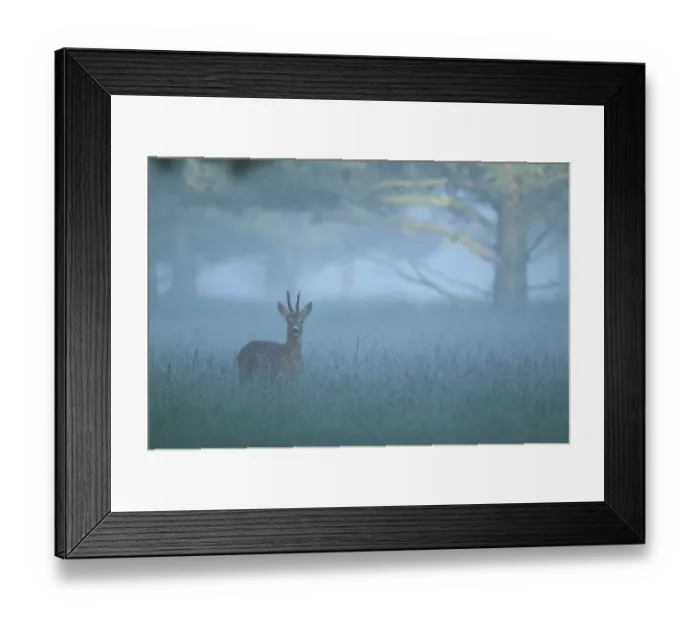 Framed Print : Roe deer buck in mist {Capreolus capreolus} UK Framed Print : Roe deer buck in mist {Capreolus capreolus} UK