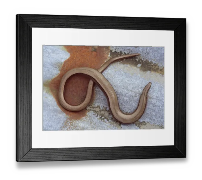 Framed Print : Slow worm {Anguis fragilis} Cornwall, UK Framed Print : Slow worm {Anguis fragilis} Cornwall, UK