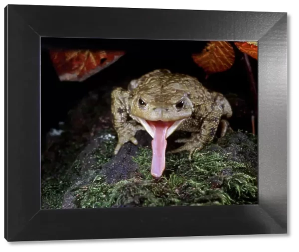 Common European Toad (Bufo bufo) catching prey, sequence 2  /  2, captive, UK