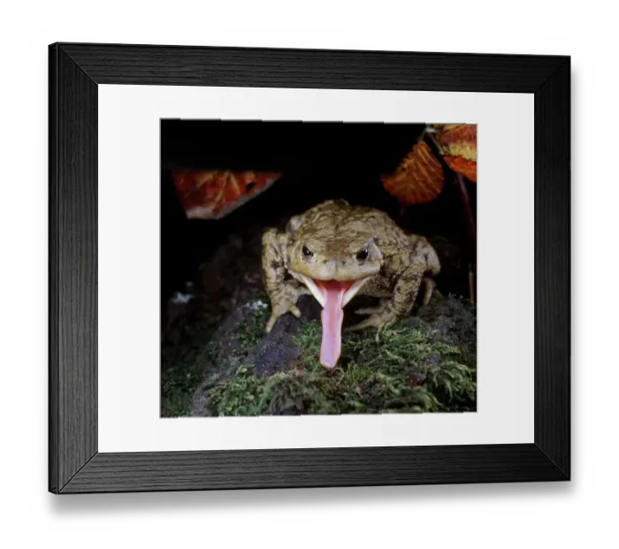 Framed Print : Common European Toad (Bufo bufo) catching prey, sequence 2  /  2, captive, UK