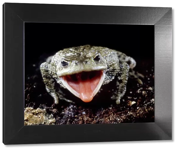 Common European Toad (Bufo bufo) catching prey, sequence 1  /  2, captive, UK