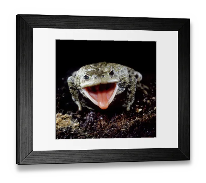Framed Print : Common European Toad (Bufo bufo) catching prey, sequence 1 / 2, captive, UK Framed Print : Common European Toad (Bufo bufo) catching prey, sequence 1 / 2, captive, UK