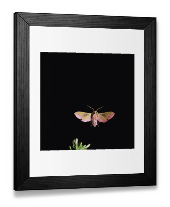 Framed Print : Elephant hawk moth in flight {Deilephila elepenor} UK Framed Print : Elephant hawk moth in flight {Deilephila elepenor} UK